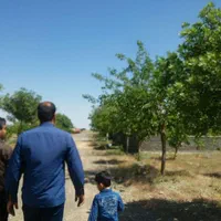 زمین باغ ویلایی شاندیزکنتورآب سندمعاوضه خودرو|فروش دفتر صنعتی، کشاورزی، تجاری|مشهد, استاد یوسفی (شهرک غرب)|دیوار