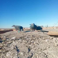 15تا نر هوایی