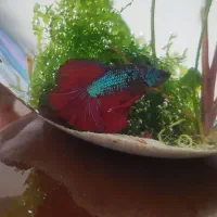 یک جفت فایتر تخم ریزی کرده