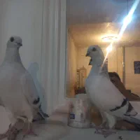 سه عدد شامی نره یکه بهترین نژاد|پرنده|چگنی, |دیوار