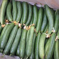 خیار گلخانه