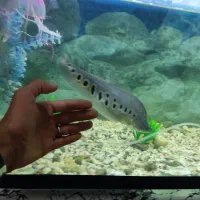 ۲عددچاقوماهی مناسب اکواریوم معاوضه هم دارم باماهی