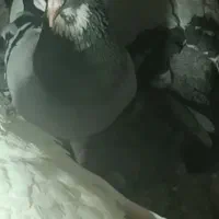سبز پلنگ نر