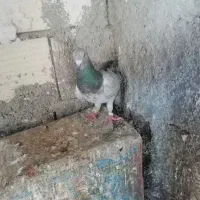 کبوتر|پرنده|قوچان, |دیوار