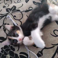 گربه گمشده|گربه|مراغه, |دیوار