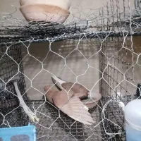 کبوتر|خزنده|تربت‌حیدریه, فتح المبین|دیوار