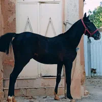 حراج ۳راس اسب خوش قیمت