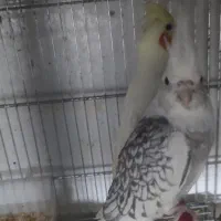 طرح تعویض پرنده های تزیینی