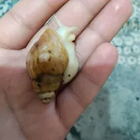 حلزون