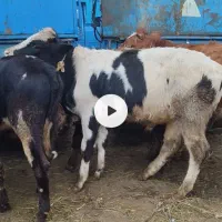 فروش ویژه گوساله نر لاغر|حیوانات مزرعه|جوادآباد, |دیوار