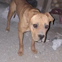 طوله کن کورسو اصیل