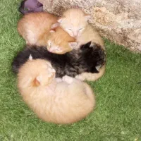 دوتا بچه گربه. ناناز واگذاری رایگان