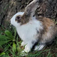 واگذاری خرگوش