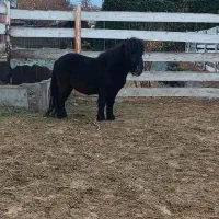 اسب پونی نریان|اسب و تجهیزات اسب‌سواری|لواسان, |دیوار