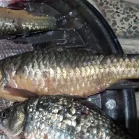 ماهی عمده و کیلویی|ماهی|آبدانان, |دیوار