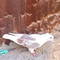 ماده پشتی کاکل