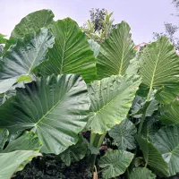 گل های طبیعی