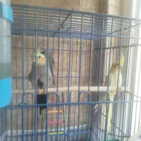 دو عدد عروس هلندی نر و ماده با قفس|پرنده|رودهن, |دیوار