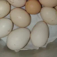 تخم مرغ محلی ارگانیک درشت ازنژاد خوب
