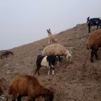 واگذاری ماده سرابی اصیل