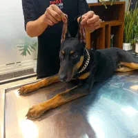 دوبرمن اروپایی اصیل پوست چرمی