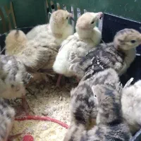 جوجه بوقلمون زیر مرغی