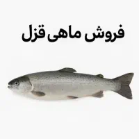 فروش ماهی قزل آلای اسپانیایی پرورشی