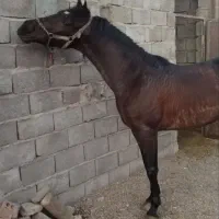 فروش کیسان خان