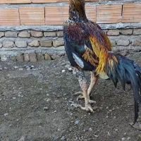 خروس لاری اوشامو|حیوانات مزرعه|فاضل آباد, |دیوار