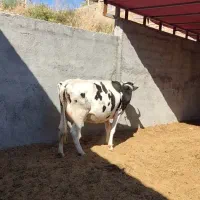 گاو آبستن چهار ماه