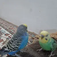 دوتا  مرغ عشق  نر|پرنده|مشهد, گلشور|دیوار