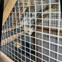 عروس هلندی|پرنده|مینودشت, |دیوار