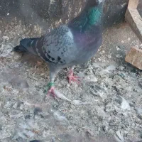 ۶عدد کفتر صید