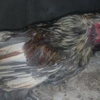 خروس محلی خروس خارجی چهل تاج پا پر غاز ماده