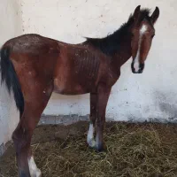 پنج راس کره اسب فی پایین