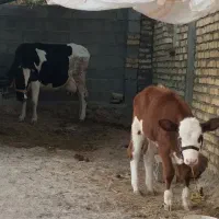 گاو و گوساله