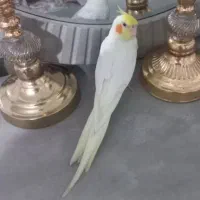 عروس نر دستی