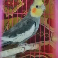 عروس هلندی نر