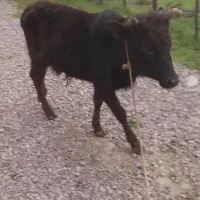 ورزاکوله‌چالوسی