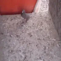 فروش ۲عددسینه ماده ۱عددقهوه ای دورگ ماده با۲تاکوهک