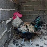 فروش ۶ عدد خروس و ۱۲ عدد مرغ محلی اصیل مازندرانی