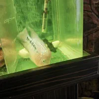 ماده فلاور کامفا|ماهی|آبعلی, |دیوار