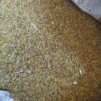 بذر شبدر