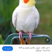 عروس هلندی گمشده