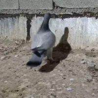 کبوتر خوشرنگ