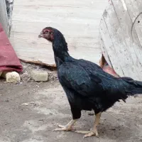 مرغ افغان|حیوانات مزرعه|بندرعباس, |دیوار