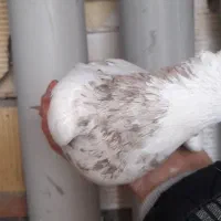 کبوتر طوق مولد|پرنده|مریوان, |دیوار