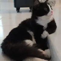 واگذاری گربه