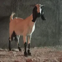 بز دورگ