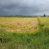 فروش زمین برنج کاری|فروش زمین و ملک کلنگی|گوراب زرمیخ, |دیوار
